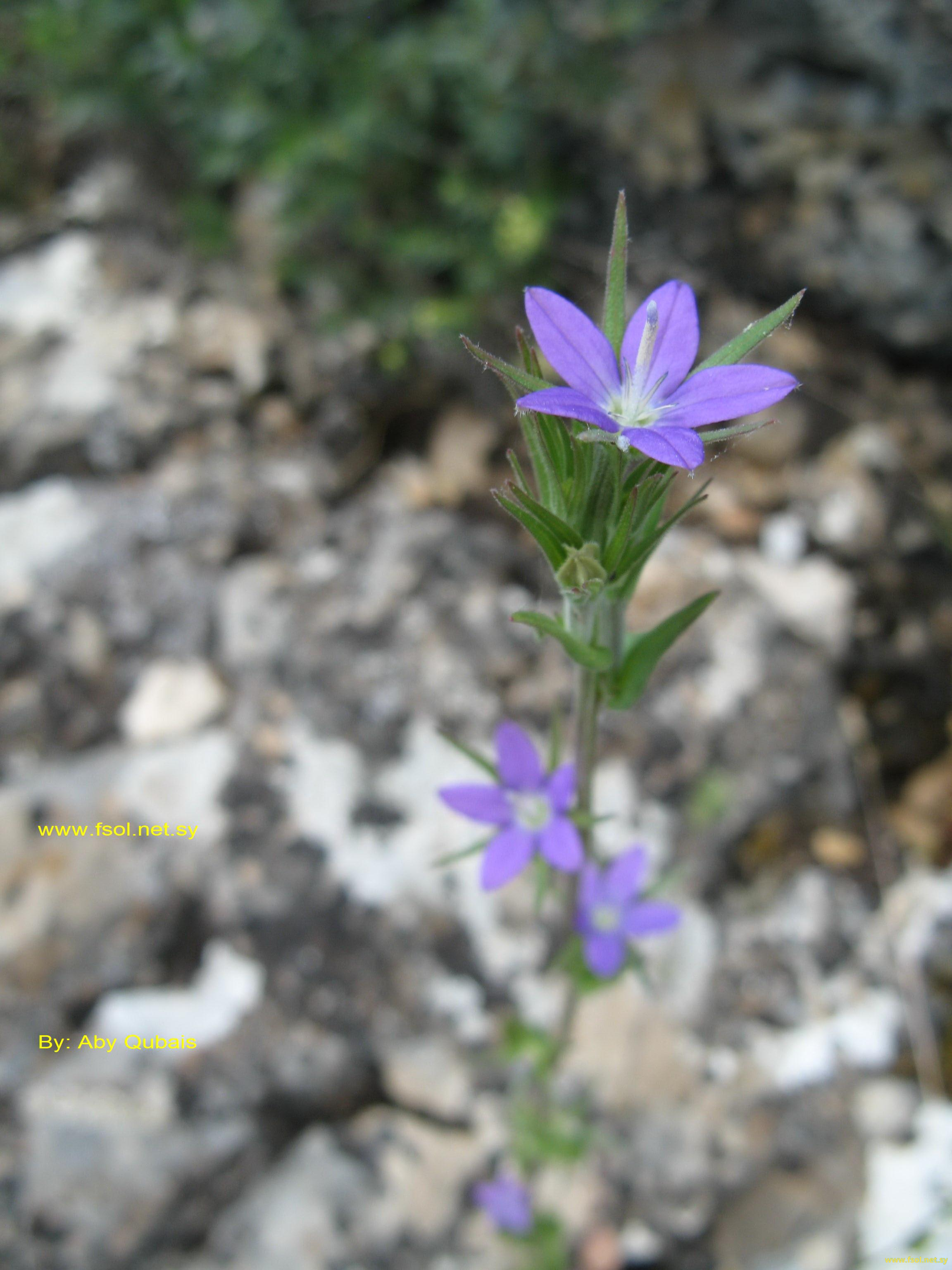 Legousia falcata (Ren.) Fritsch.